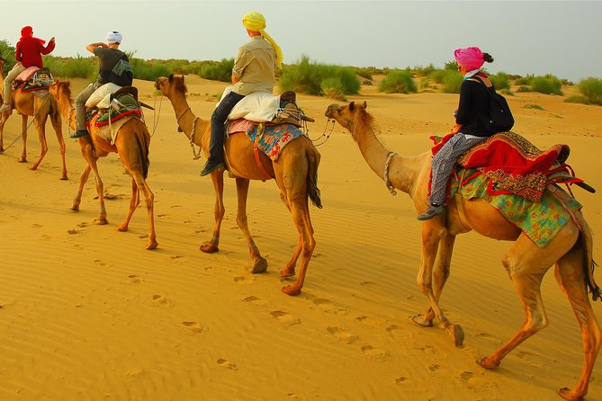kolu camel safari 9
