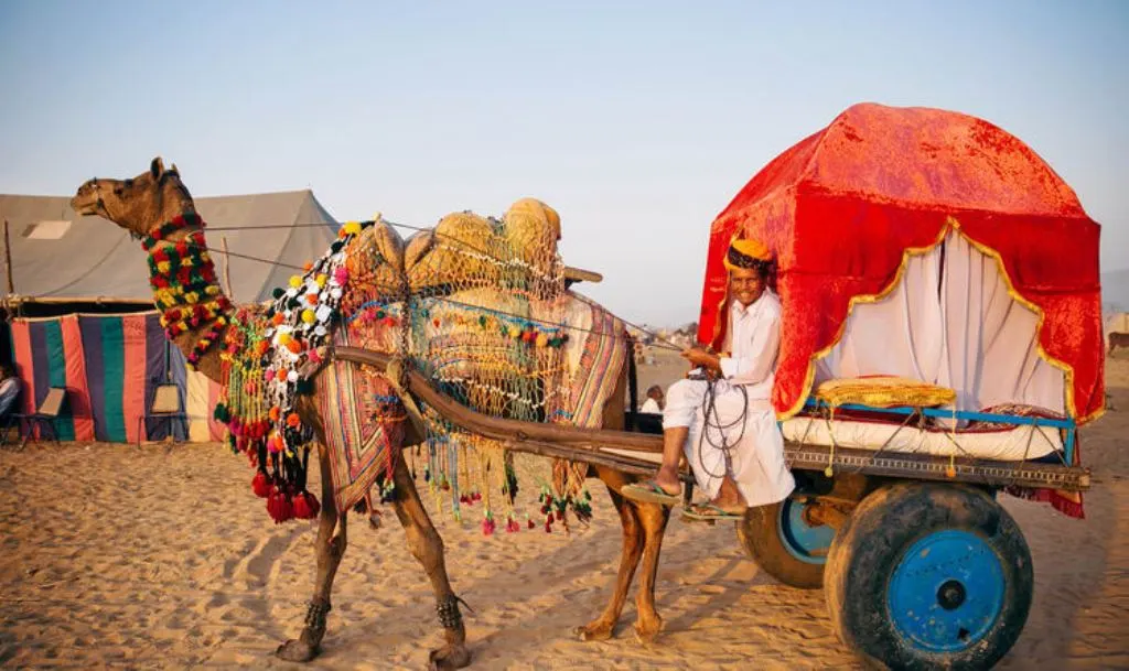 kolu camel safari camel