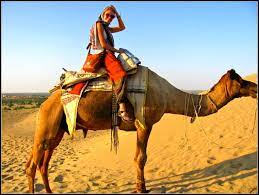 kolu camel safari 3
